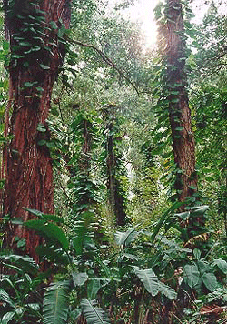 Environmental/forest.gif